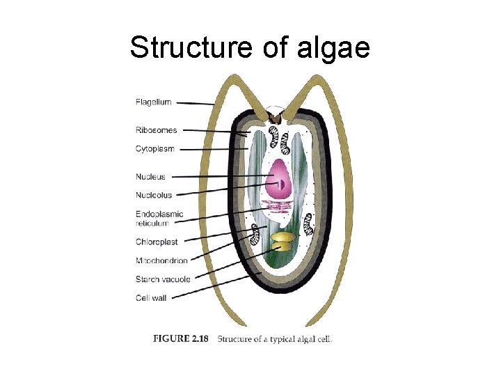 Structure of algae 