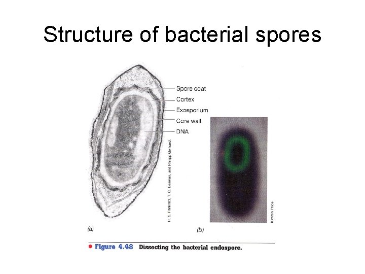 Structure of bacterial spores 