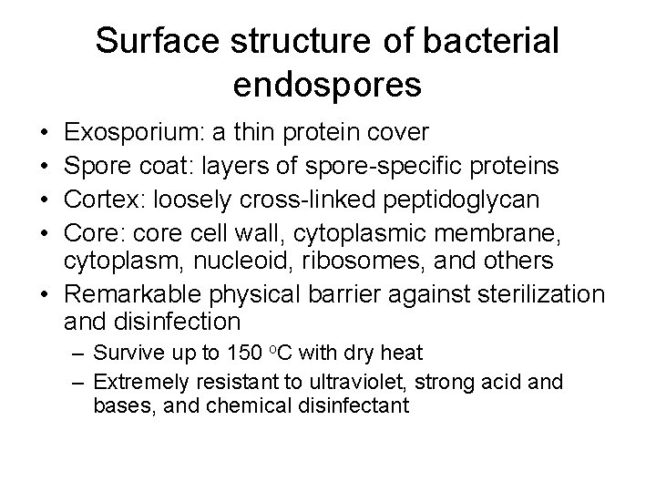 Surface structure of bacterial endospores • • Exosporium: a thin protein cover Spore coat: