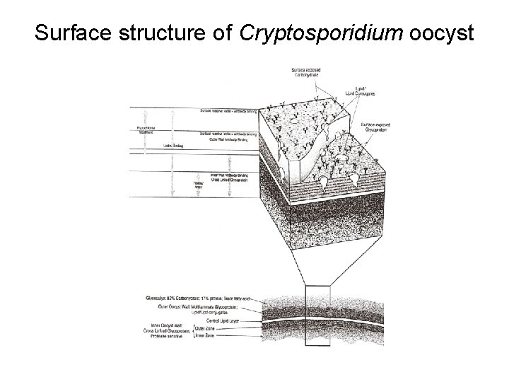 Surface structure of Cryptosporidium oocyst Surface structure of Cryptosporidium oocyst
