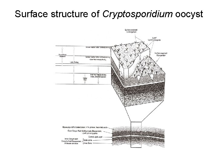 Surface structure of Cryptosporidium oocyst 