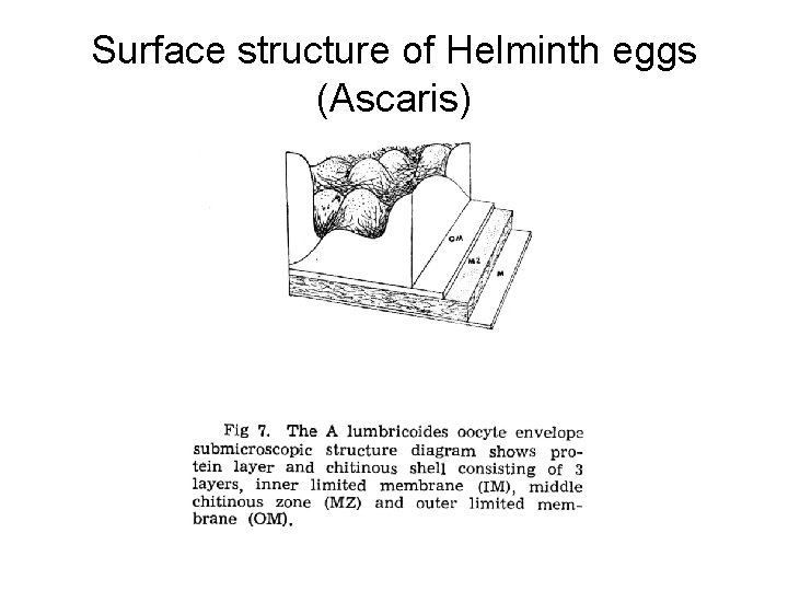 Surface structure of Helminth eggs (Ascaris) Surface structure of Helminth eggs (Ascaris)