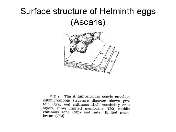 Surface structure of Helminth eggs (Ascaris) 