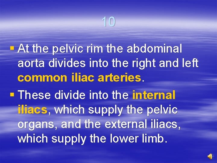 10 § At the pelvic rim the abdominal aorta divides into the right and