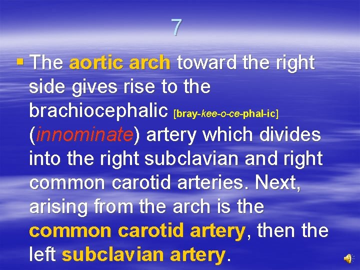 7 § The aortic arch toward the right side gives rise to the brachiocephalic