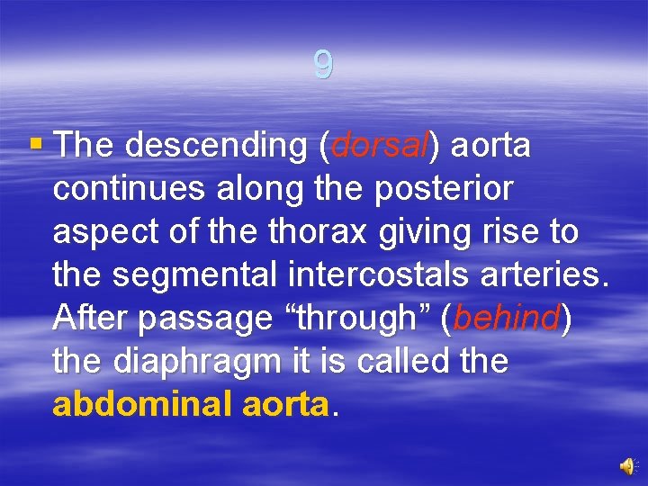 9 § The descending (dorsal) aorta continues along the posterior aspect of the thorax