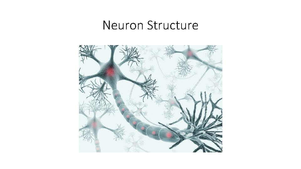 Neuron Structure 