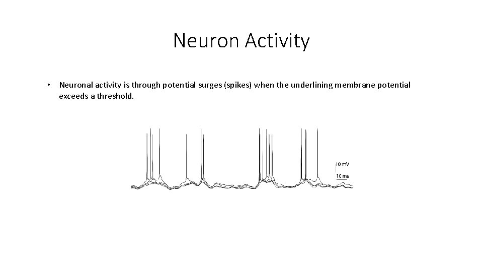 Neuron Activity • Neuronal activity is through potential surges (spikes) when the underlining membrane