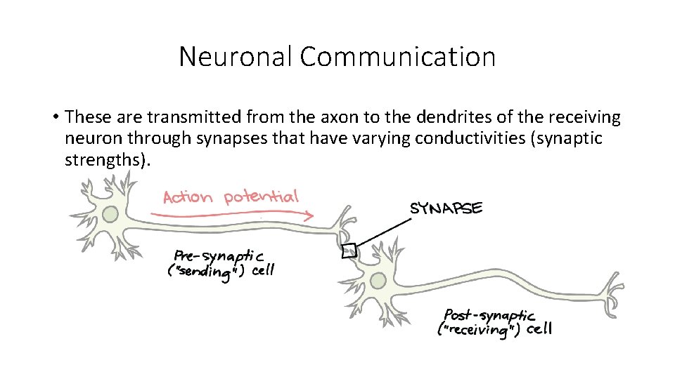 Neuronal Communication • These are transmitted from the axon to the dendrites of the