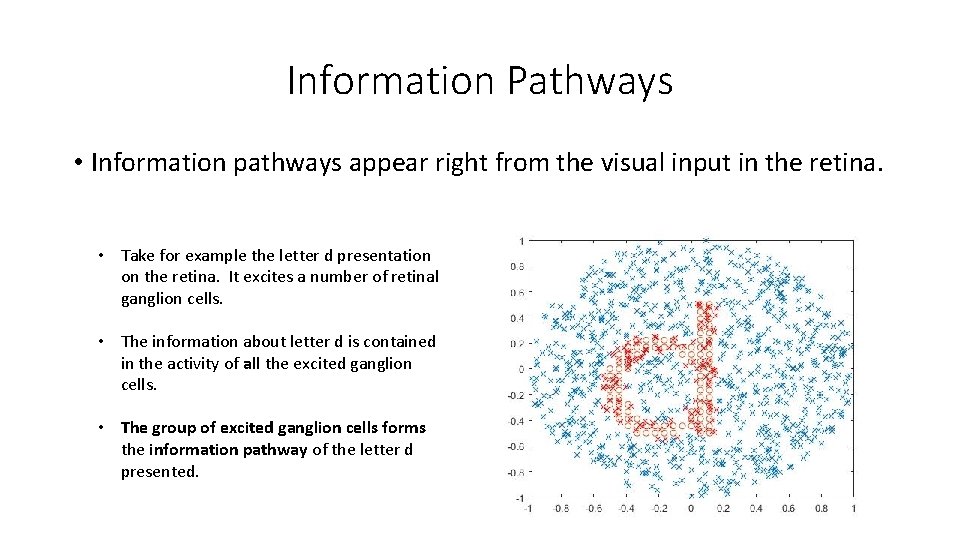 Information Pathways • Information pathways appear right from the visual input in the retina.