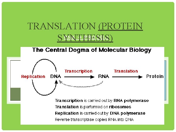 TRANSLATION (PROTEIN RNA PROTEIN SYNTHESIS) 