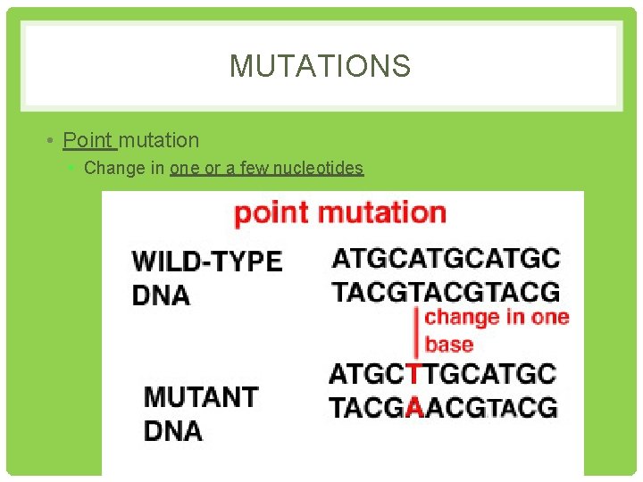 MUTATIONS • Point mutation • Change in one or a few nucleotides 