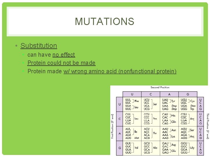 MUTATIONS • Substitution • can have no effect • Protein could not be made