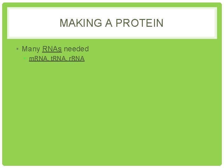 MAKING A PROTEIN • Many RNAs needed • m. RNA, t. RNA, r. RNA