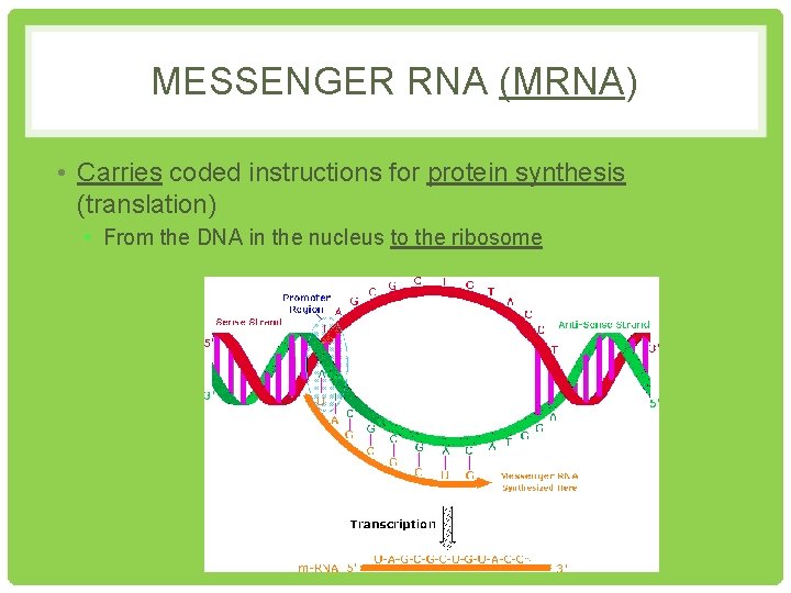 MESSENGER RNA (MRNA) • Carries coded instructions for protein synthesis (translation) • From the