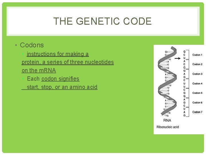 THE GENETIC CODE • Codons • instructions for making a protein, a series of