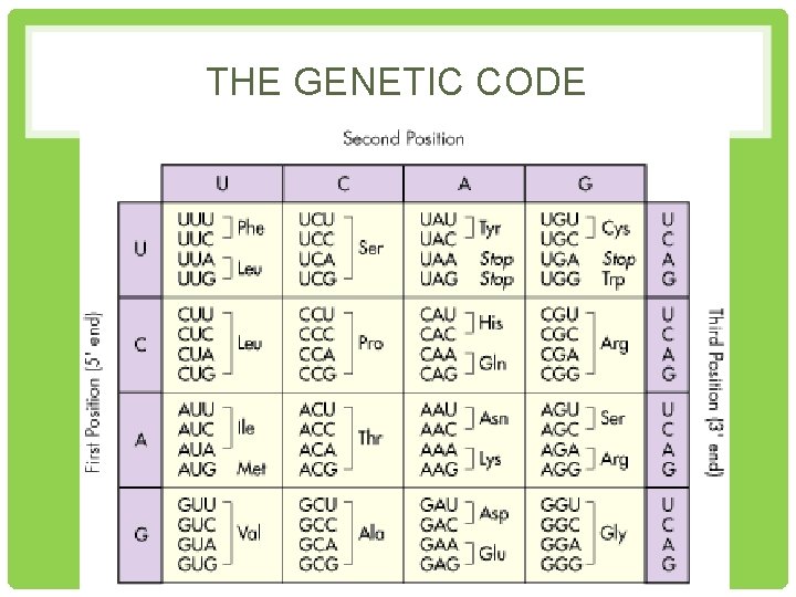 THE GENETIC CODE 