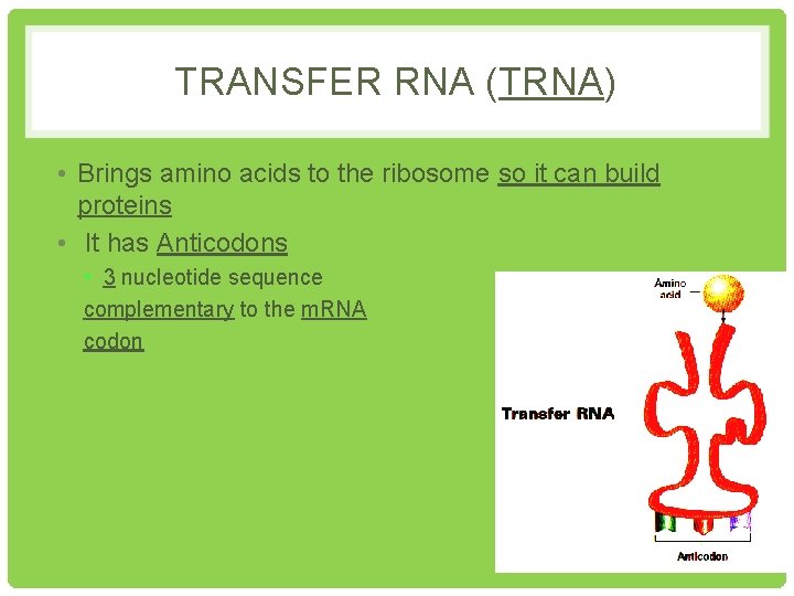 TRANSFER RNA (TRNA) • Brings amino acids to the ribosome so it can build