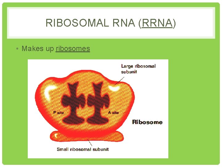 RIBOSOMAL RNA (RRNA) • Makes up ribosomes 