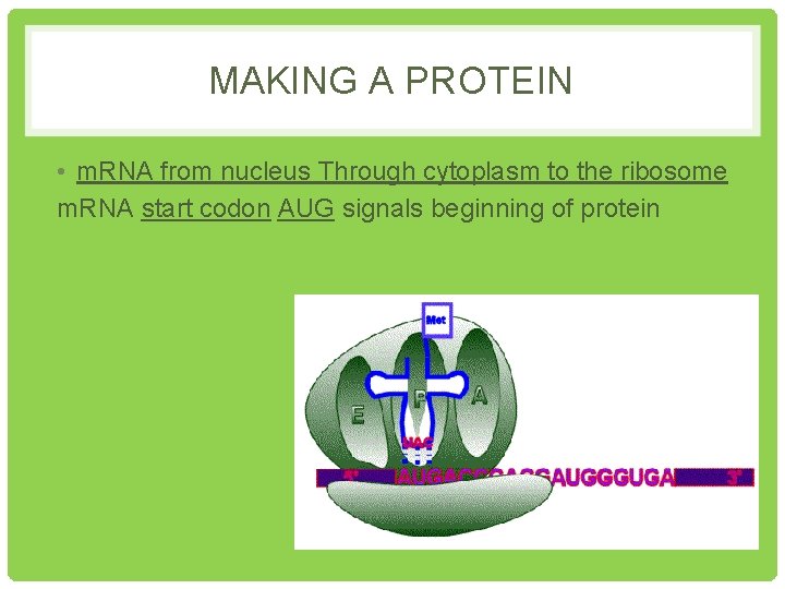 MAKING A PROTEIN • m. RNA from nucleus Through cytoplasm to the ribosome m.