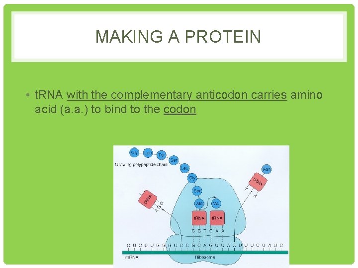 MAKING A PROTEIN • t. RNA with the complementary anticodon carries amino acid (a.