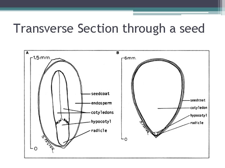 Transverse Section through a seed 