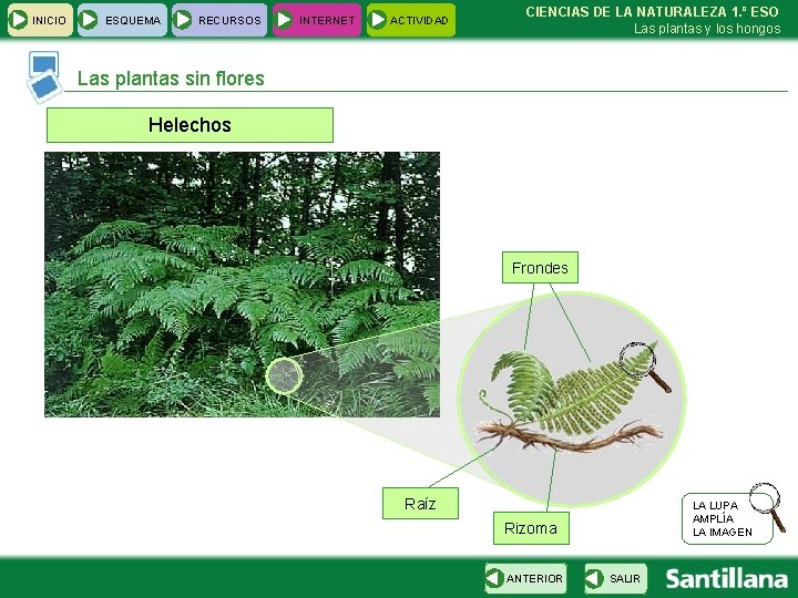 INICIO ESQUEMA RECURSOS INTERNET ACTIVIDAD CIENCIAS DE LA NATURALEZA 1. º ESO Las plantas