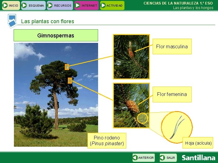 INICIO ESQUEMA RECURSOS INTERNET ACTIVIDAD CIENCIAS DE LA NATURALEZA 1. º ESO Las plantas