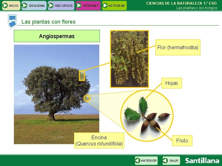 INICIO ESQUEMA RECURSOS INTERNET ACTIVIDAD CIENCIAS DE LA NATURALEZA 1. º ESO Las plantas