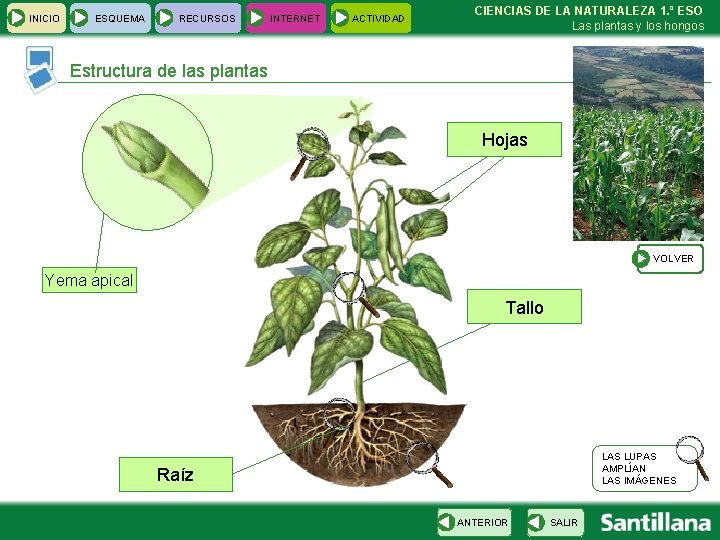 INICIO ESQUEMA RECURSOS INTERNET ACTIVIDAD CIENCIAS DE LA NATURALEZA 1. º ESO Las plantas