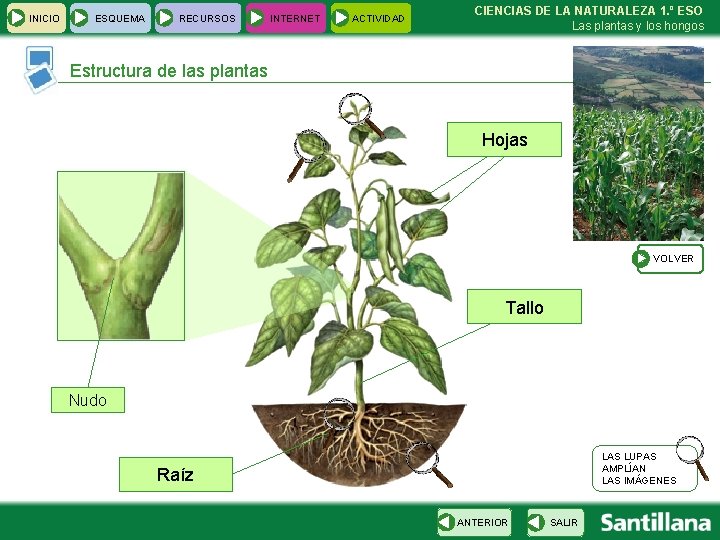 INICIO ESQUEMA RECURSOS INTERNET ACTIVIDAD CIENCIAS DE LA NATURALEZA 1. º ESO Las plantas