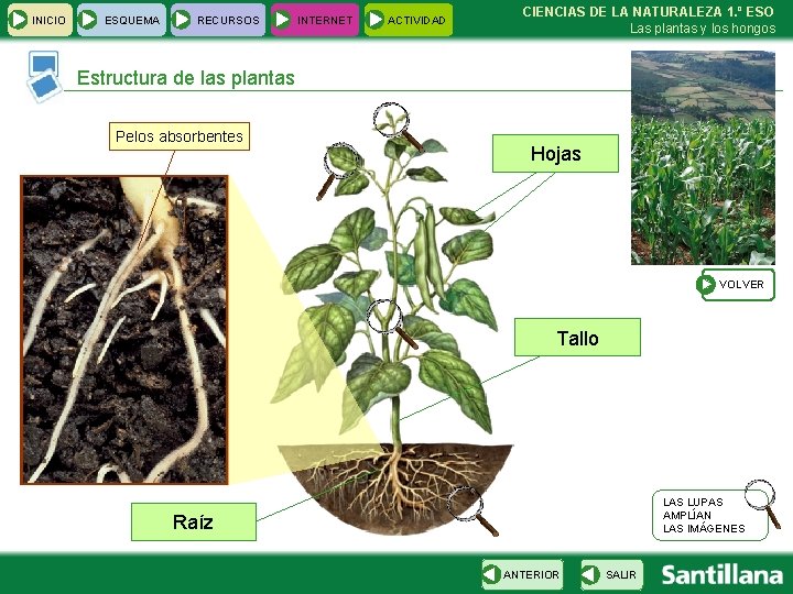 INICIO ESQUEMA RECURSOS INTERNET ACTIVIDAD CIENCIAS DE LA NATURALEZA 1. º ESO Las plantas