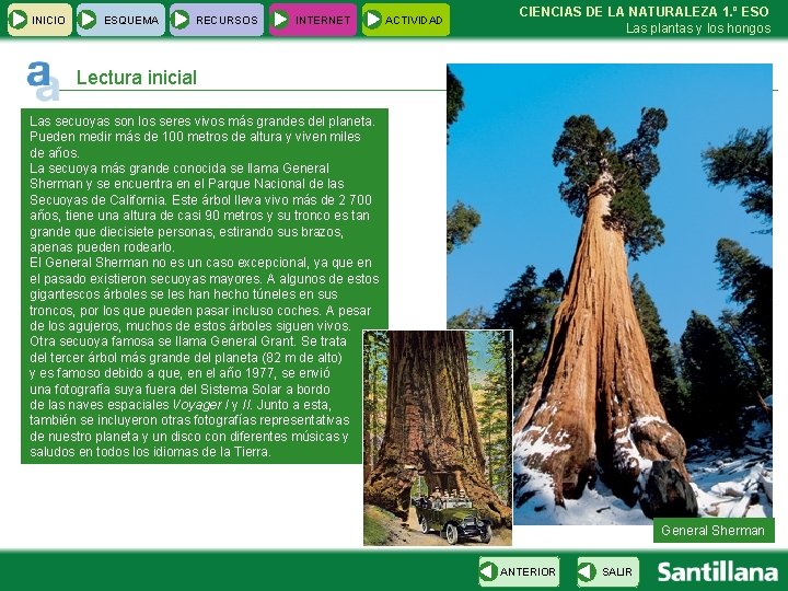 INICIO ESQUEMA RECURSOS INTERNET ACTIVIDAD CIENCIAS DE LA NATURALEZA 1. º ESO Las plantas