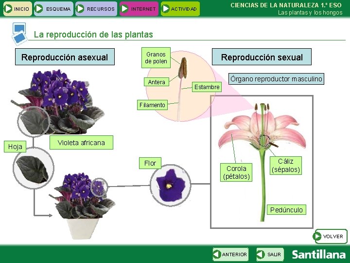 INICIO ESQUEMA RECURSOS INTERNET ACTIVIDAD CIENCIAS DE LA NATURALEZA 1. º ESO Las plantas