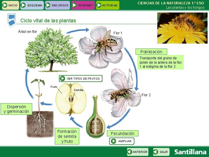 INICIO ESQUEMA RECURSOS INTERNET CIENCIAS DE LA NATURALEZA 1. º ESO Las plantas y