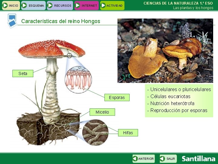 INICIO ESQUEMA RECURSOS INTERNET CIENCIAS DE LA NATURALEZA 1. º ESO Las plantas y