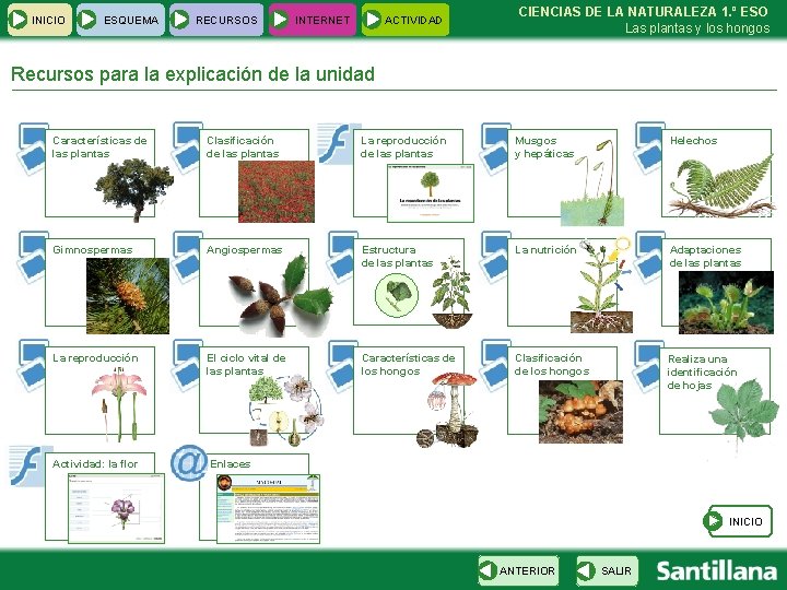 INICIO ESQUEMA RECURSOS INTERNET ACTIVIDAD CIENCIAS DE LA NATURALEZA 1. º ESO Las plantas
