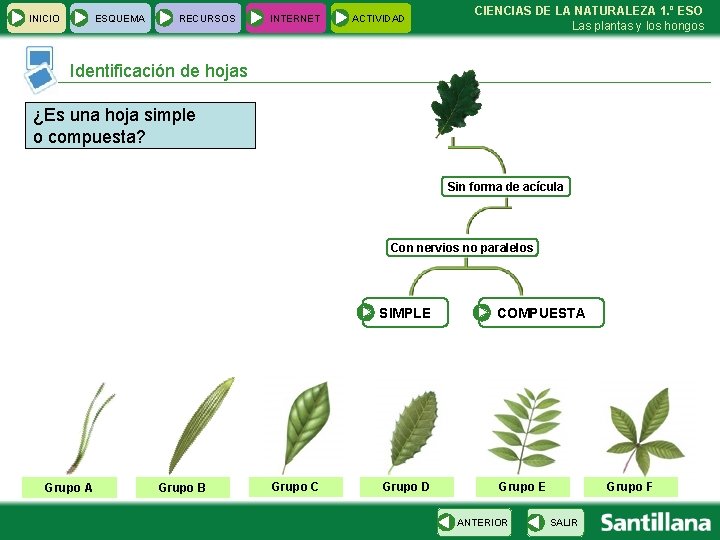 INICIO ESQUEMA RECURSOS INTERNET ACTIVIDAD CIENCIAS DE LA NATURALEZA 1. º ESO Las plantas