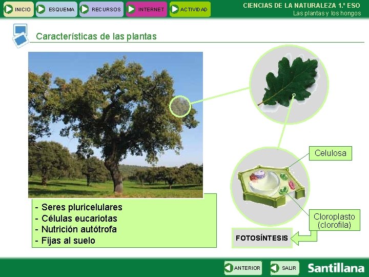 INICIO ESQUEMA RECURSOS INTERNET ACTIVIDAD CIENCIAS DE LA NATURALEZA 1. º ESO Las plantas