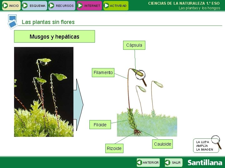 INICIO ESQUEMA RECURSOS INTERNET ACTIVIDAD CIENCIAS DE LA NATURALEZA 1. º ESO Las plantas