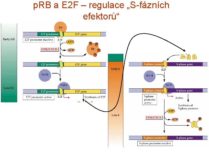 p. RB a E 2 F – regulace „S-fázních efektorů“ 