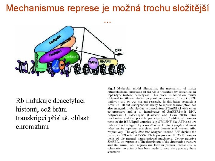 Mechanismus represe je možná trochu složitější. . . Rb indukuje deacetylaci histonů, což brání