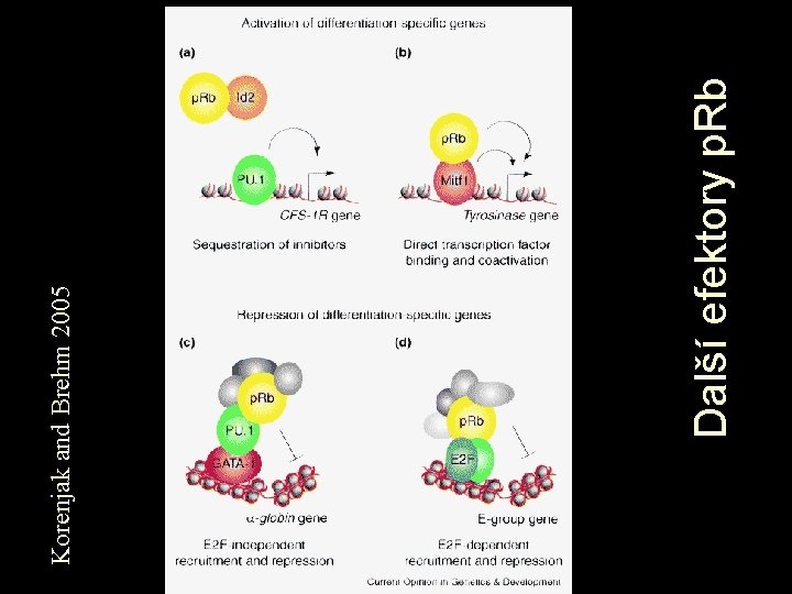 Další efektory p. Rb Korenjak and Brehm 2005 