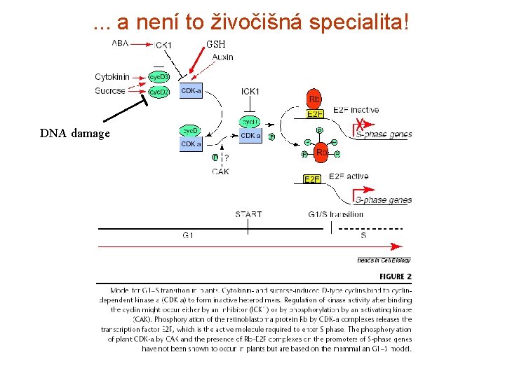 . . . a není to živočišná specialita! GSH DNA damage 