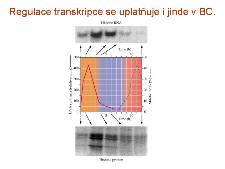 Regulace transkripce se uplatňuje i jinde v BC. 