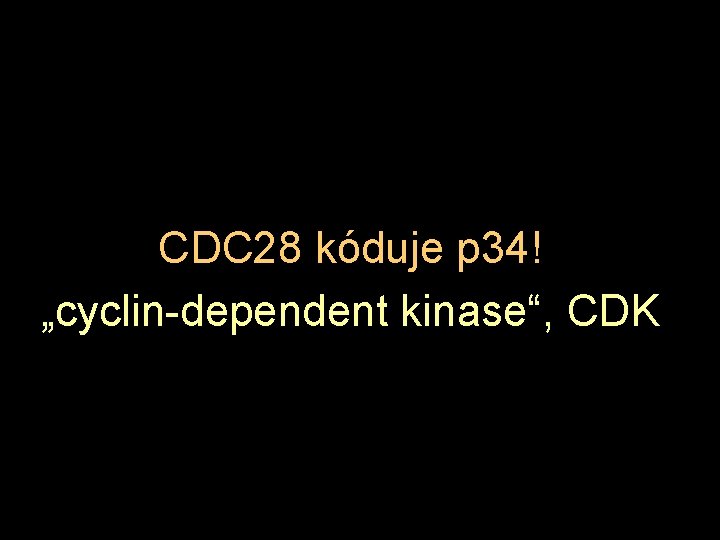 CDC 28 kóduje p 34! „cyclin-dependent kinase“, CDK 