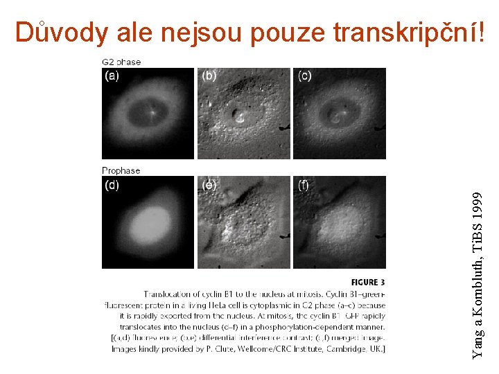 Yang a Kornbluth, Ti. BS 1999 Důvody ale nejsou pouze transkripční! 