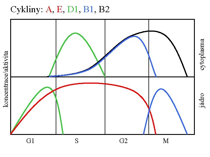 jádro cytoplasma koncentrace/aktivita Cykliny: A, E, D 1, B 2 G 1 S G