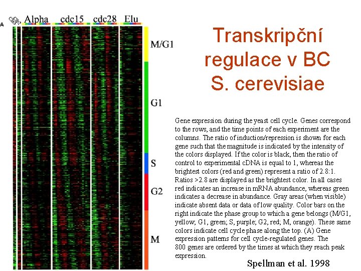 Transkripční regulace v BC S. cerevisiae Gene expression during the yeast cell cycle. Genes