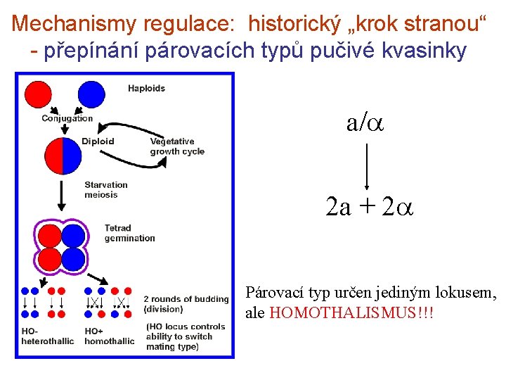 Mechanismy regulace: historický „krok stranou“ - přepínání párovacích typů pučivé kvasinky a/ 2 a